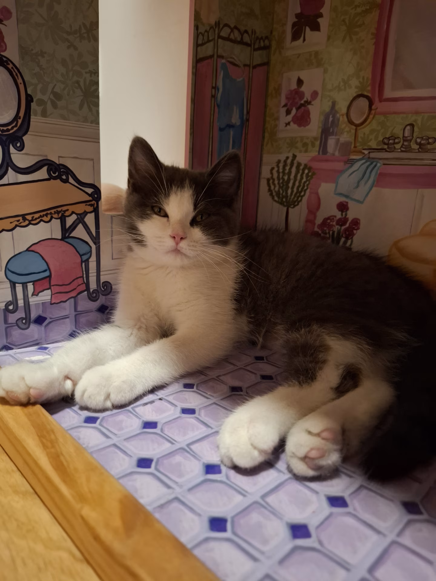 Katze