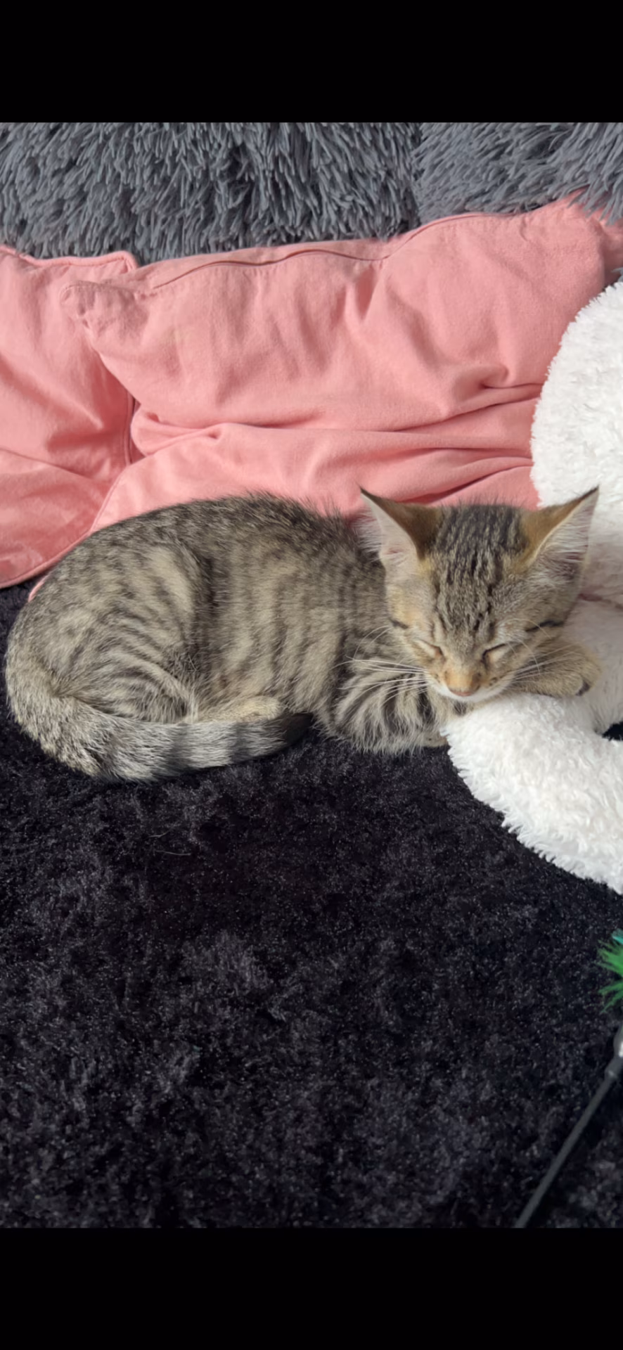 Katze
