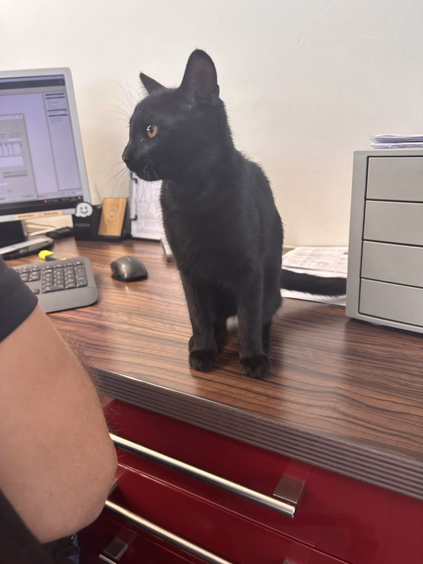 Katze